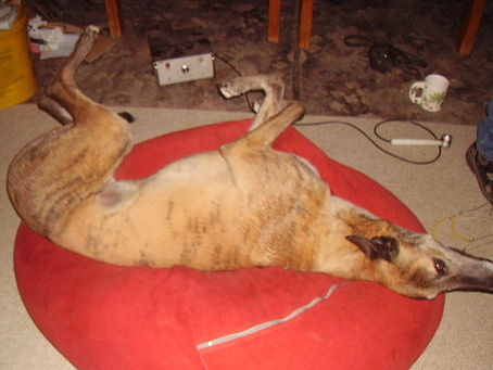 Greyhound Racing's Good and Bad: My Story  