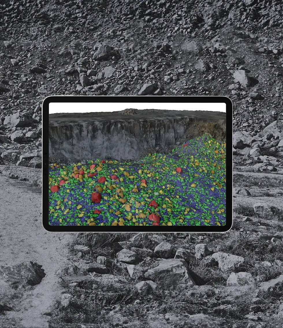 Flores de papoula rosa