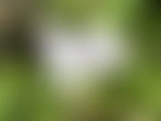The Voice of God ~ Wildflower Edition