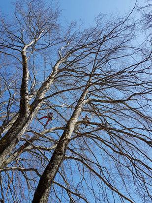 Taille de conservation sur une vielle arbre par des arboristes grimpeurs en Valais
