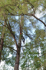 Taille d'entretien d'un arbre par un expert en arboristerie