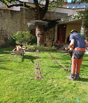 Soins racinaires sur un arbre à préserver à Sion