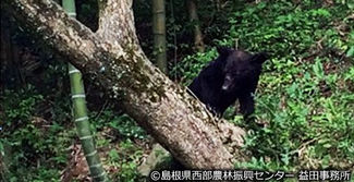 クマが出た！その時、住民の皆さんは...？島根県匹見町の報告より［島根県］