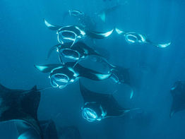 שגעון המנטות  במלדיביים