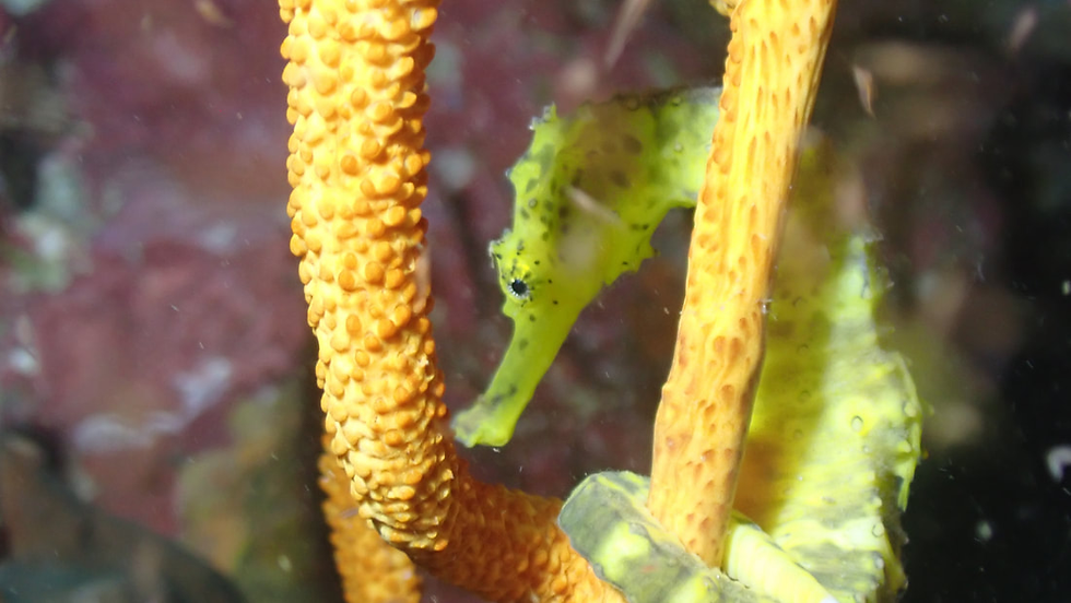 Tiger tail seahorse