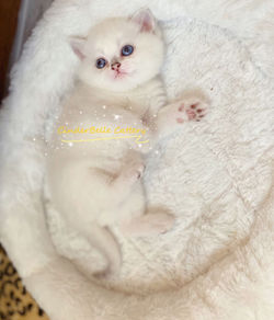 Princess Midori - going to local home in Ohio