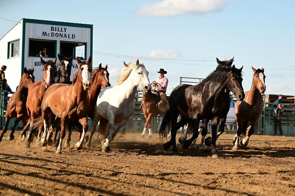 HORSES IN ARENA.jpg