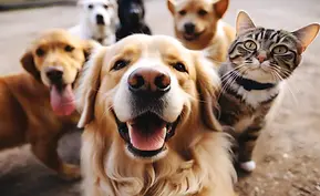 Diversao-alivio-do-calor-e-mais-veja-o-que-esses-10-achadinhos-da-Shopee-fazem-pelos-pets.