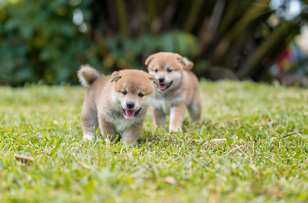 AdobeStock_496516290.jpeg