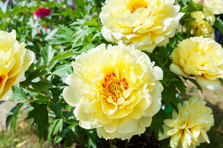 Peony - Bartzella Yellow