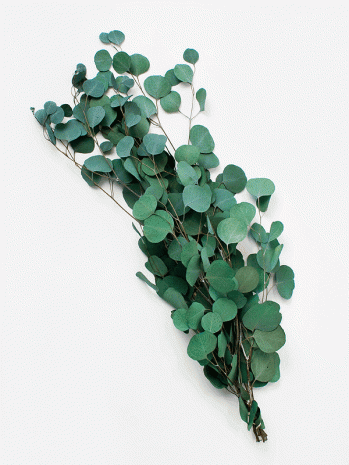 eucalyptus-349x465.gif