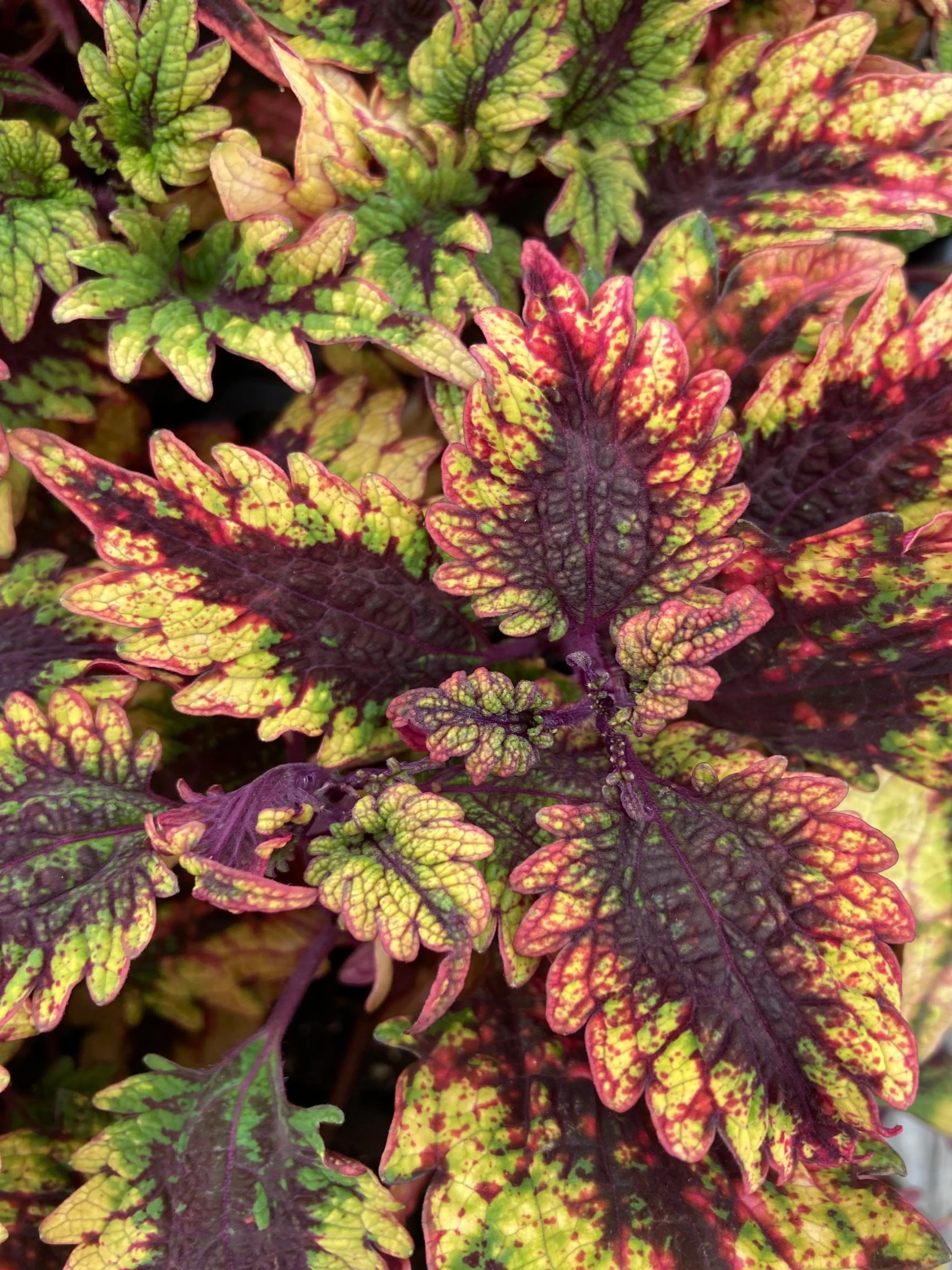 Coleus-Barracuda