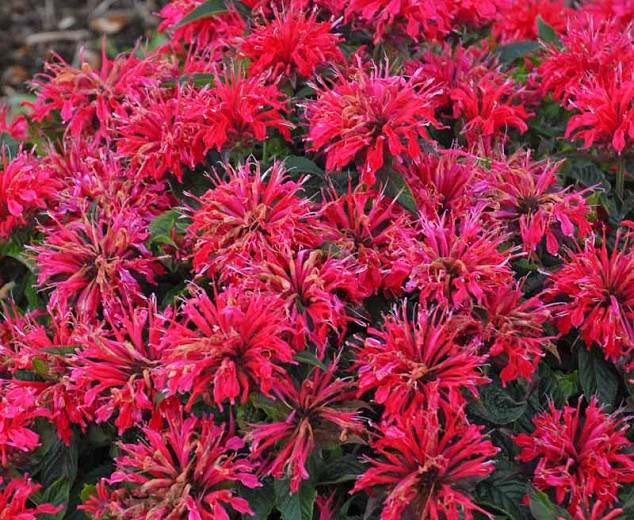 Monarda - Cherry Pops
