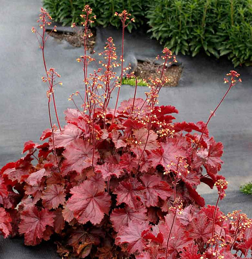 Heuchera - Coral Bells Northern Exposure Red