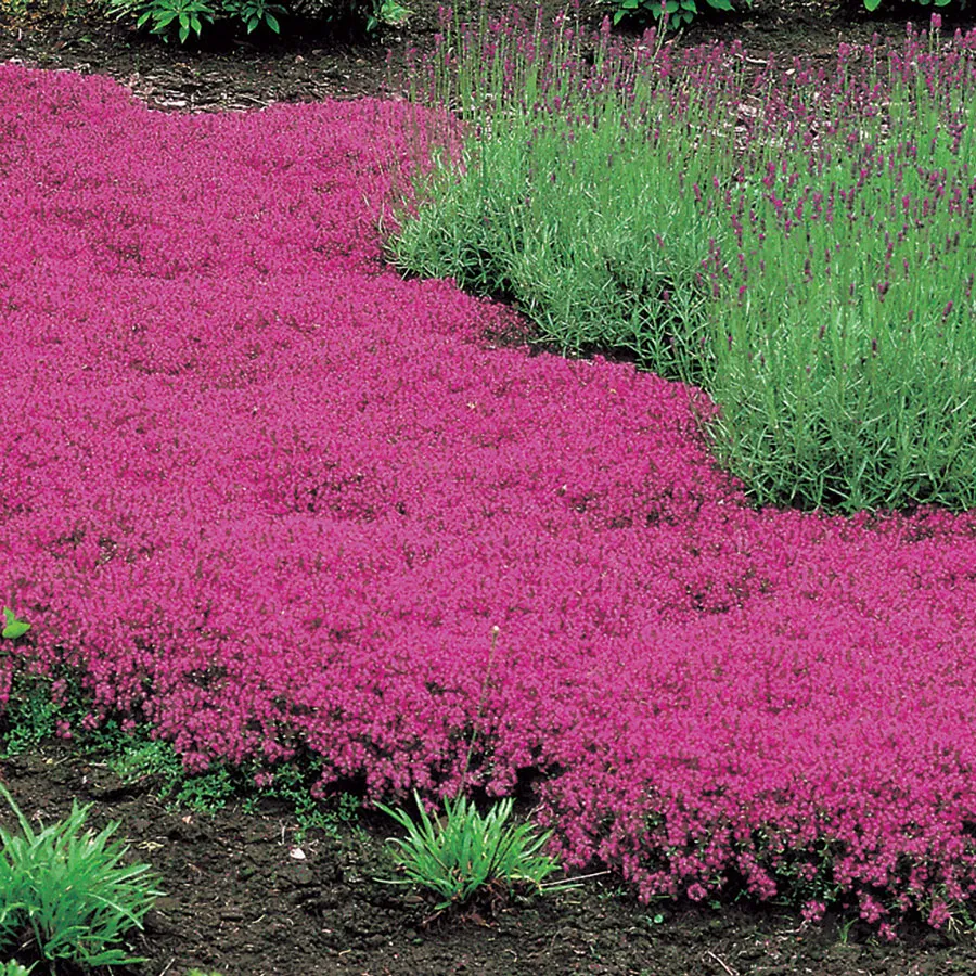 Thymus - Coccineus