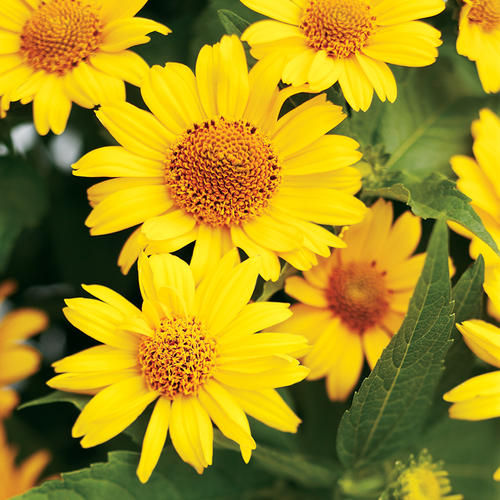 Heliopsis - Tuscan Sun