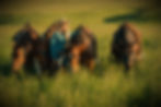 teenage-girl-with-four-horses-enterprise-oregon-2026-01-09-09-12-00-utc_edited.jpg