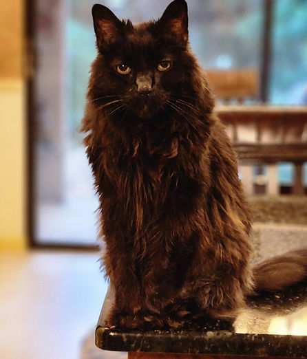 Jynx, Meow At Home LLC mascot