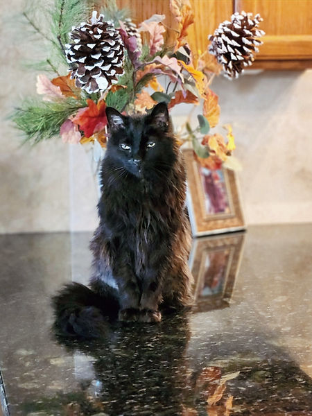 Jynx a beautiful Domestic Long Haired Black Cat who is the mascot for Meow At Home LLC