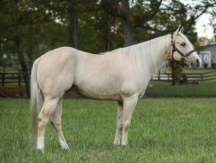 Cachaca Flit profile_edited_edited.jpg