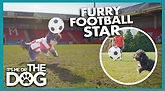 soccer dog 2.jpg