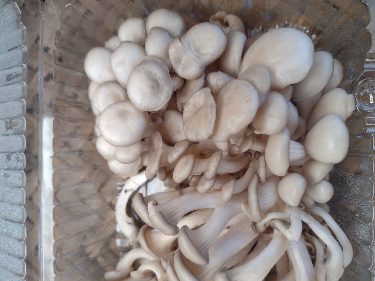 Cogumelos shimeji Organico