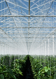 Greenhouse
