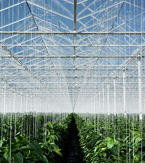 Greenhouse