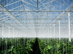 Project Spotlight: Growing Greener Veg – West Moberley First Nations’ Geothermal Greenhouse