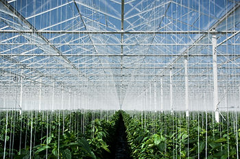 everfilt-greenhouse-cultivation-activated-carbon-water-filtration