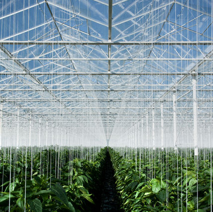 Project Spotlight: Growing Greener Veg – West Moberley First Nations’ Geothermal Greenhouse