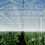 Thumbnail: green house with plants and hanging irrigation lines