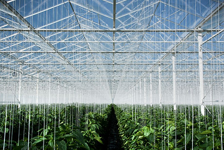 Greenhouse