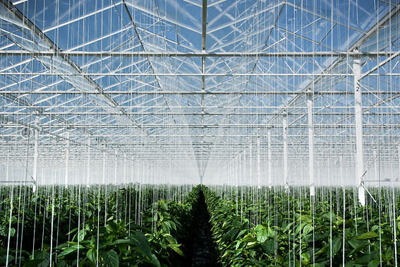 Modern Greenhouse Interior