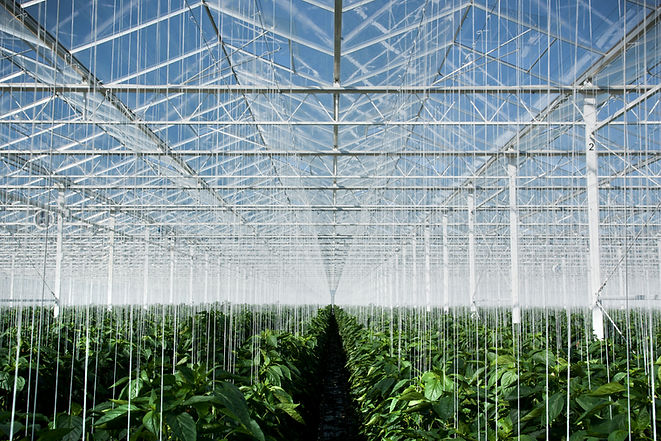 Greenhouse