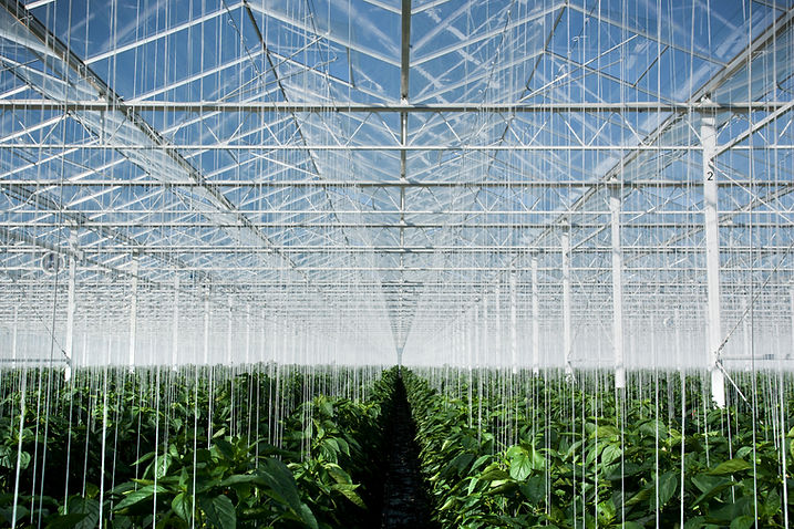 Estufa
