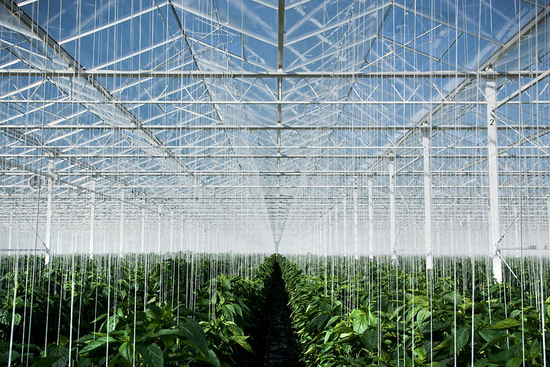 Greenhouse
