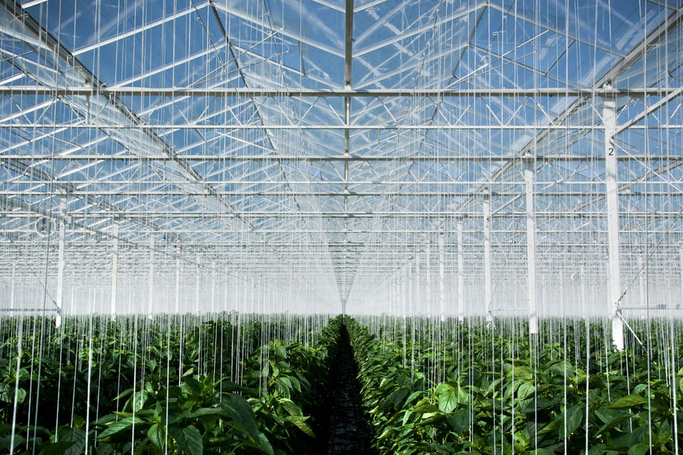 Greenhouse