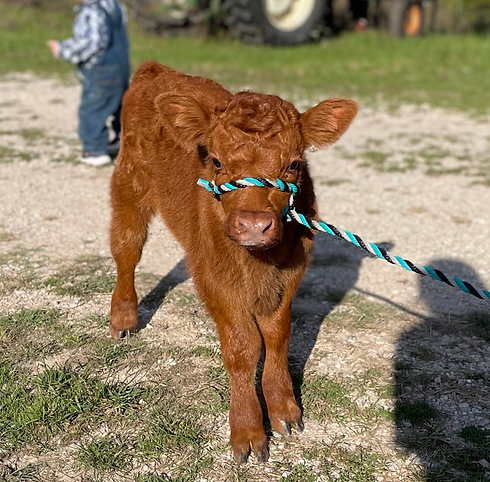 Screenshot 2025-09-29 at 6.57.51 PM.png