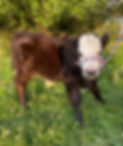 IMG_4271.jpeg