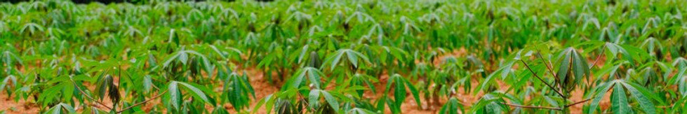 cassava-plantation.jpg
