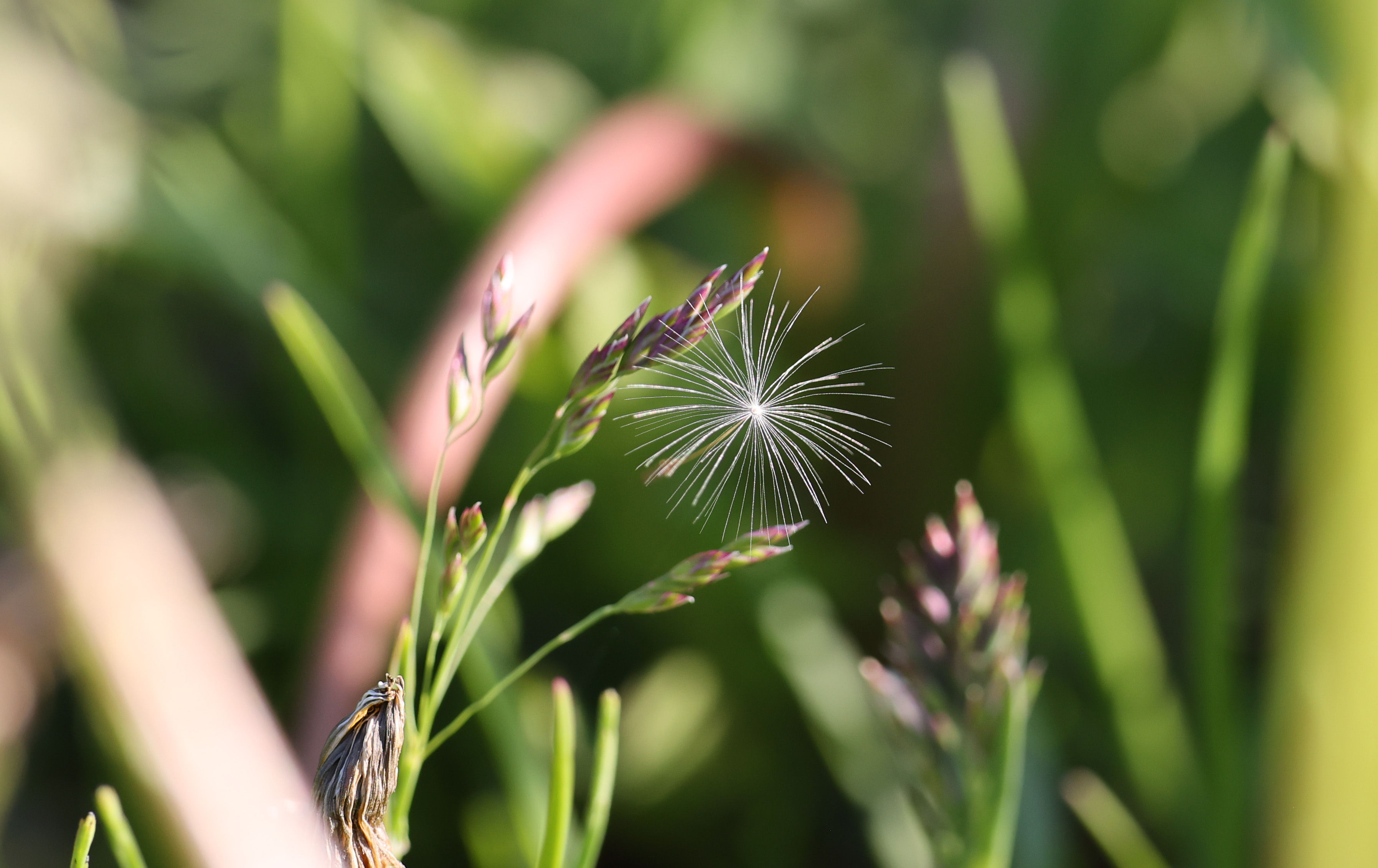 Catching Wishes in the Meadow