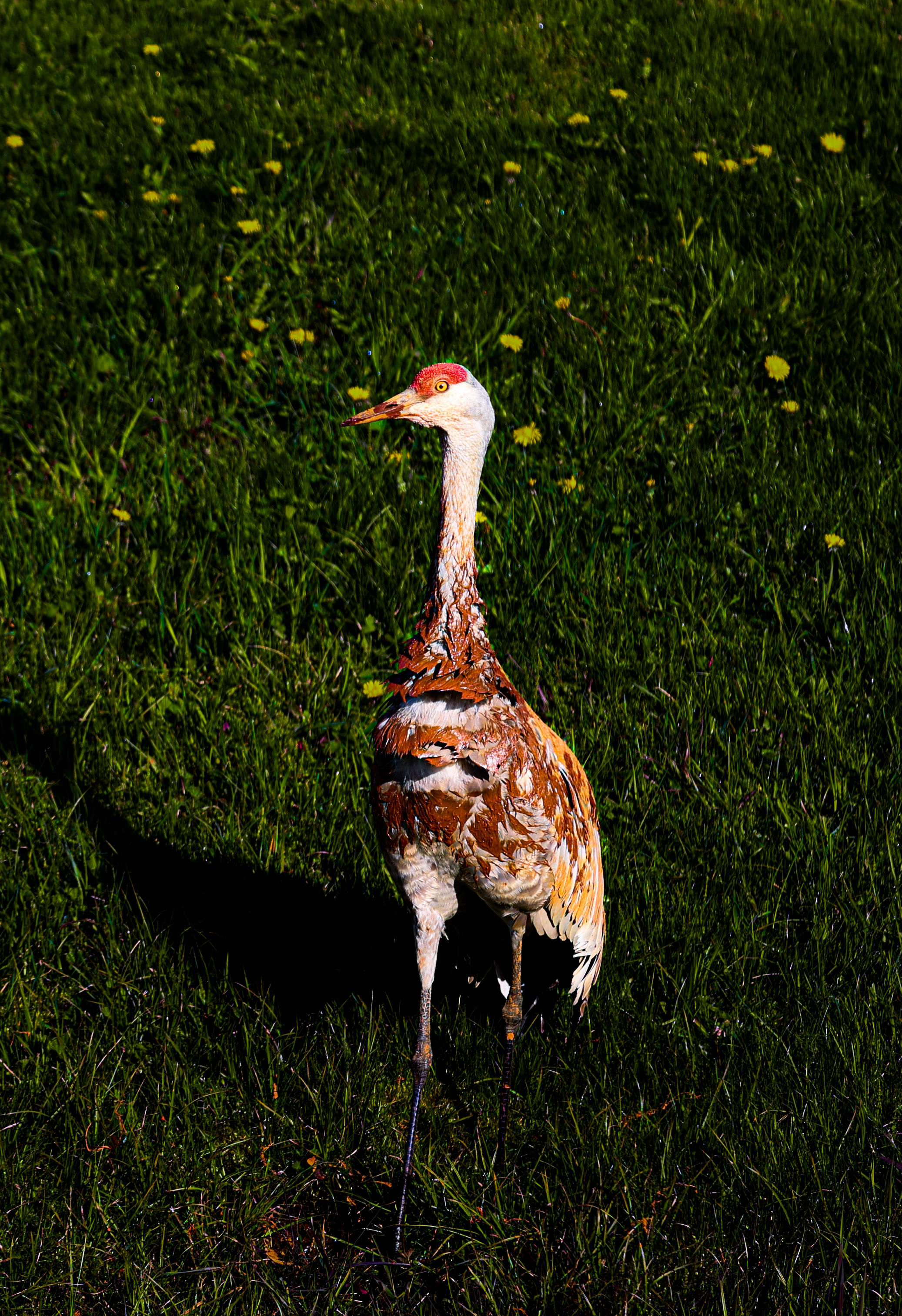 Whispers of the Wetlands