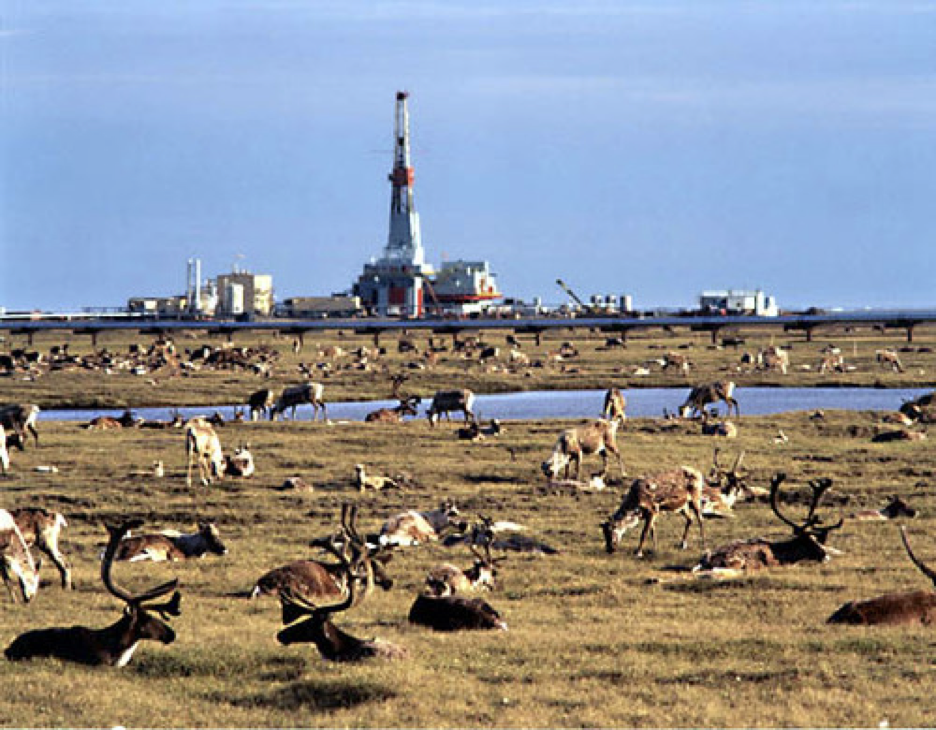 Circumpolar North: Drilling in the Arctic National Wildlife Refuge content media