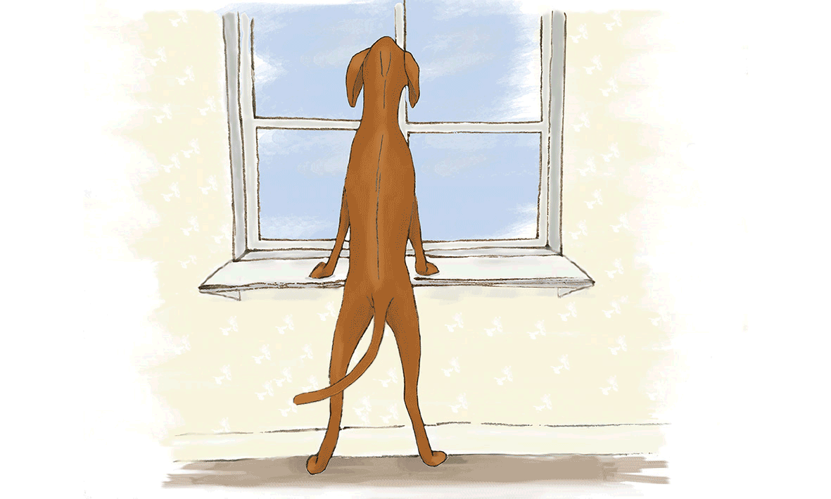 spike-waggy-tail-animation3.gif