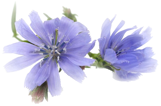 Chicory_1.gif