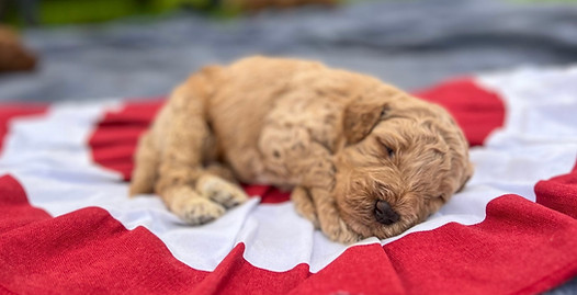 Mabel’s Americana Litter.jpg