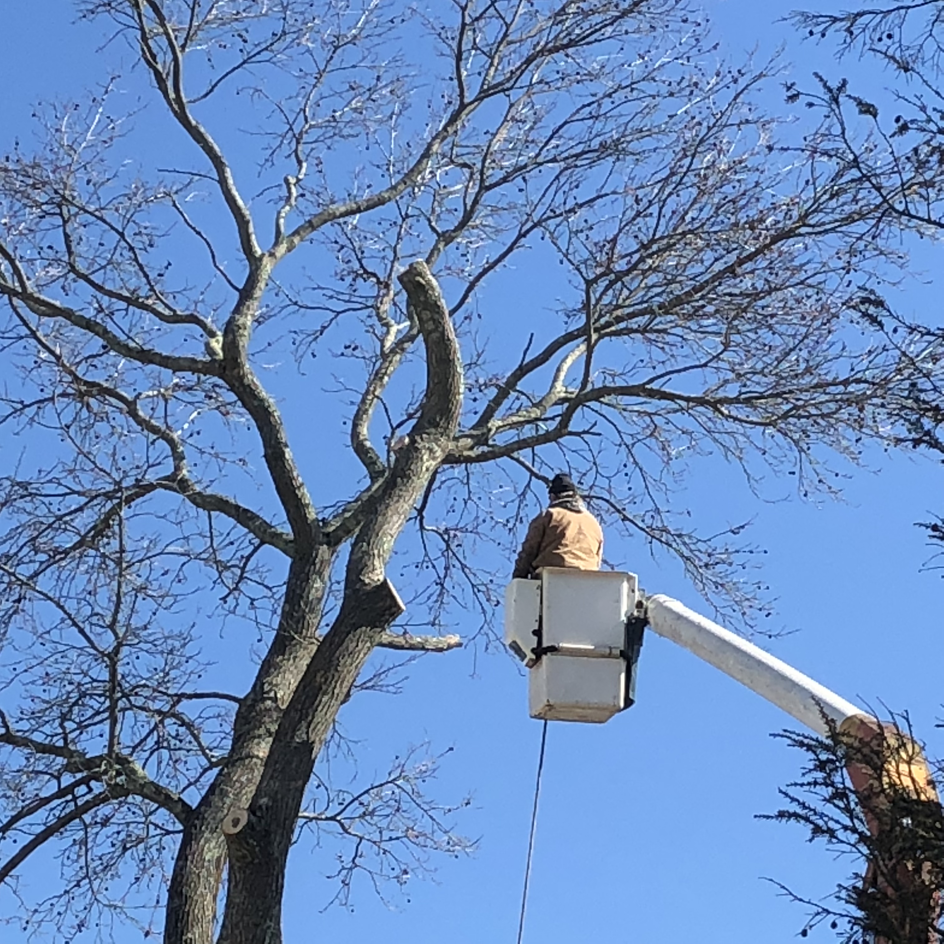 Gallery Pete's Tree Service