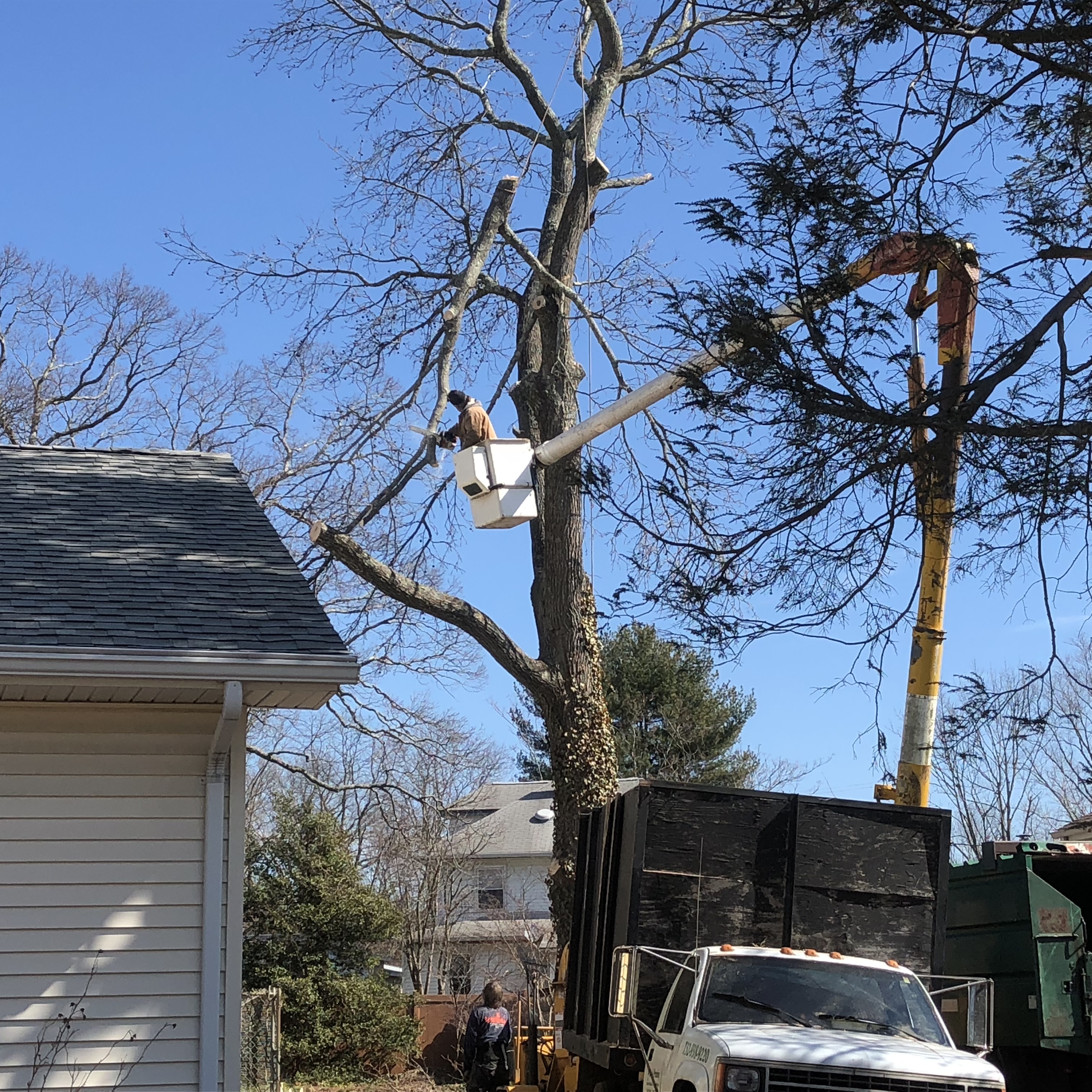 Gallery Pete's Tree Service