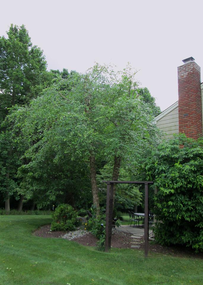 Gallery Pete's Tree Service